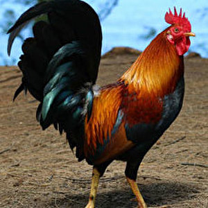 53015.jpg
